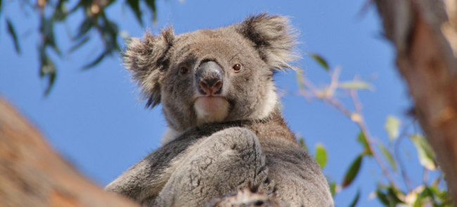 Audley Travel Koala