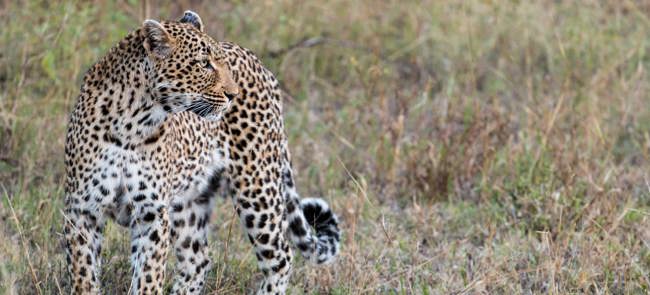 Leopard Sabi Sands South Africa